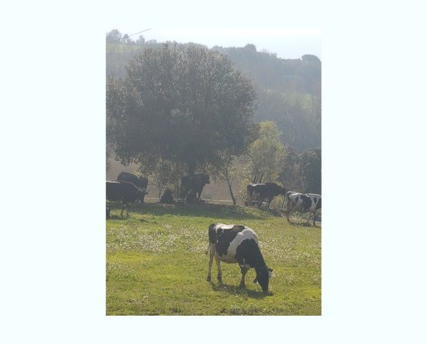 Granja Leche de Vaca. Ganadería con certificado ecológico