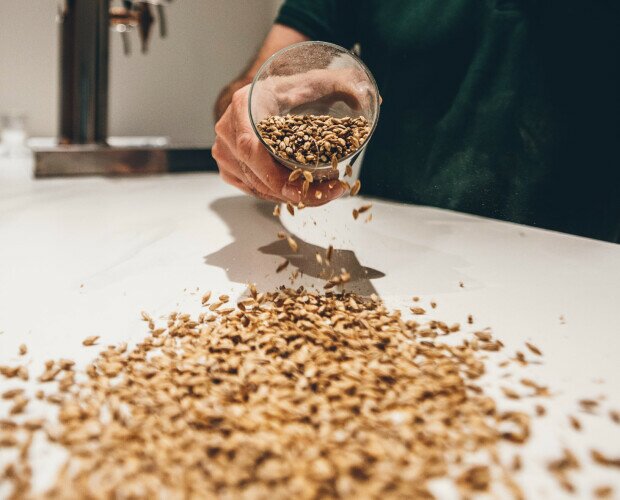 Granos de cebada. El primer paso en la producción de cerveza es el malteado de los granos de cereal