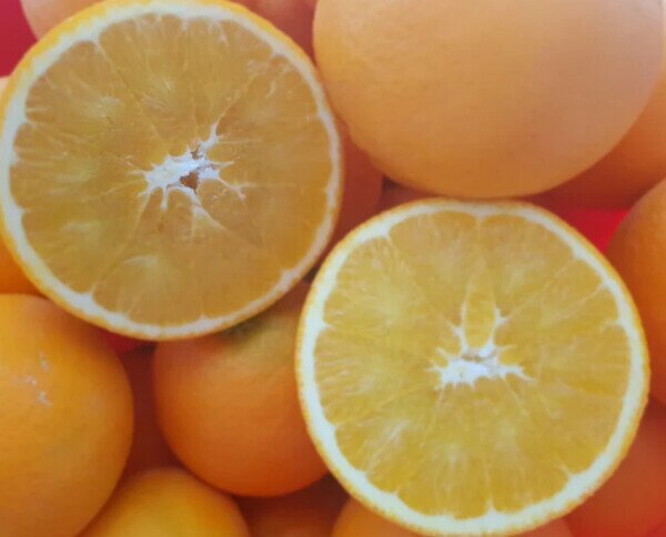 Naranjas para zumo. Tamaño medio-pequeño y puede contener alguna semilla
