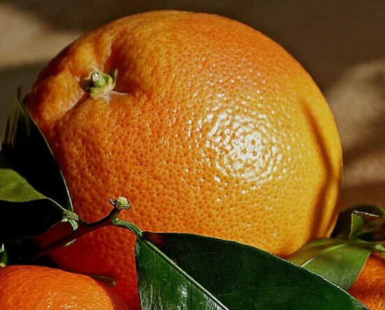 Naranjas de mesa Premium. Naranjas de color vivo, tamaño mediano/grande de bonita imagen