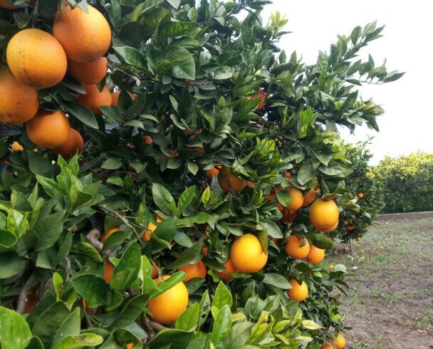 Naranjas. Ofrecemos gran variedad de naranjas