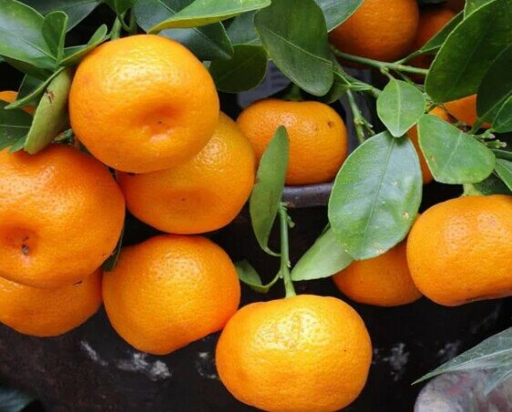 Onaranjea Onaranjea. Ofrecemos mandarina de calidad a los mejores precios