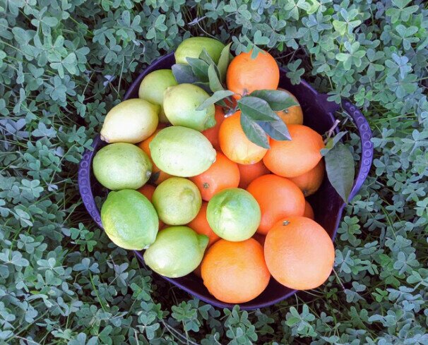 Mix de naranjas y limones. Perfecta combinación entre ambas frutas las cuales se complementan perfectamente
