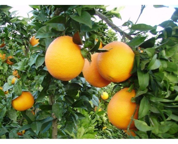 Variedad naranjas. Calidad