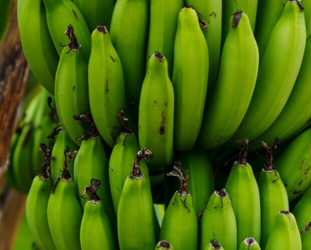 Plátano verde. Es un producto muy consumido en la América Latina y ahora también en España.