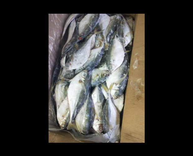 Sardina. Es uno de los pescados más populares de nuestro país