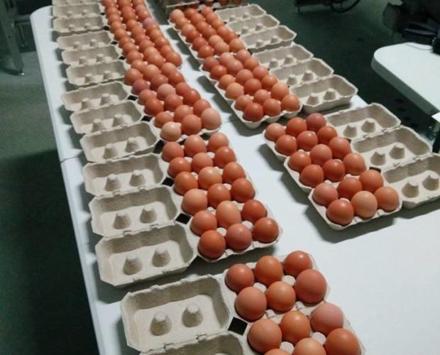 Empaquetado de huevos. Huevos de alta calidad