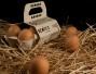 Huevos Ecológicos EcoTera Distribuciones