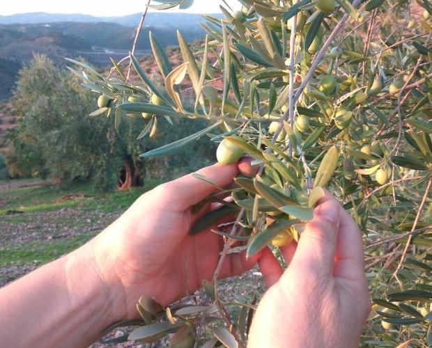 Nuestro Aceite. Nuestro aceite de Oliva Virgen Extra Ecológico Premium procede de olivos centenarios