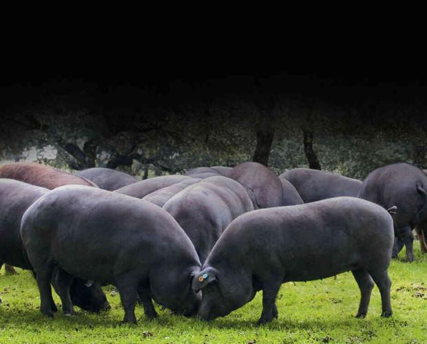 Piara Ibérica. Las mejores razas de cerdo