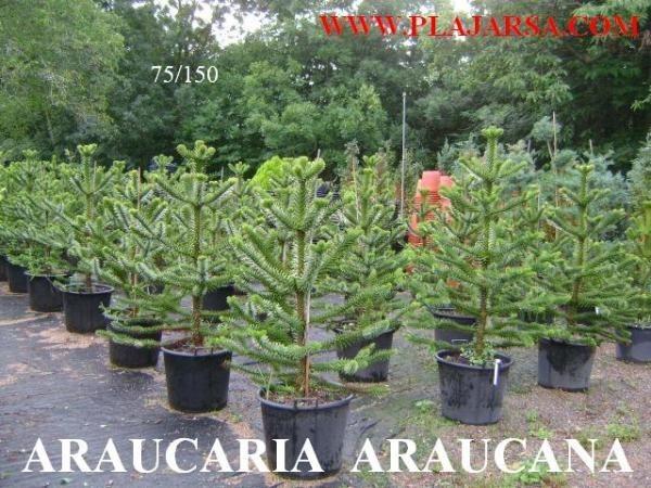 Araucaria Araucana. Variedades para todos los gustos