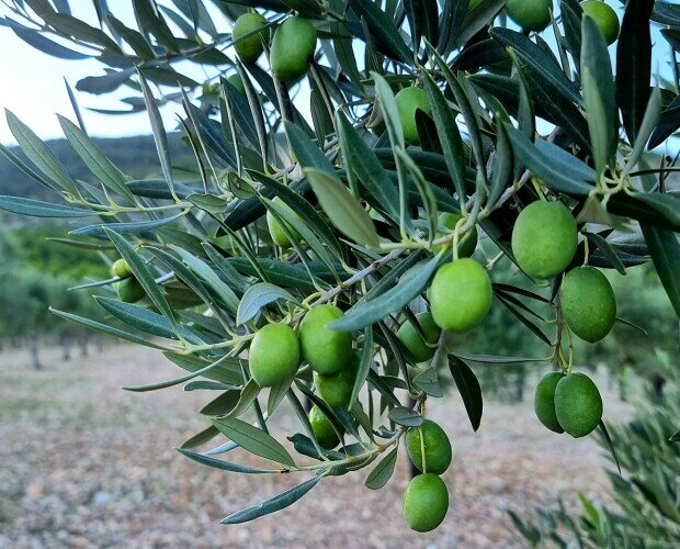 Olivos naturales. El mejor aceite de oliva lo consigues en Masía Vilaplana