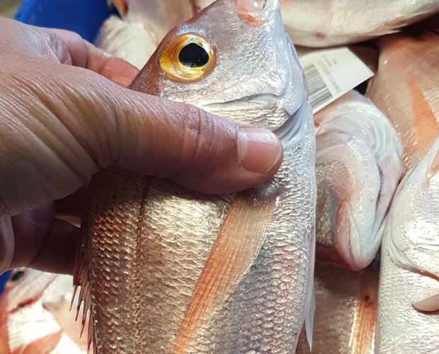 Breca. Es un pescado popular en los países del Mediterráneo