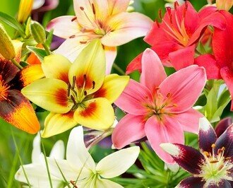 Bulbos de flores de Holanda. Dalias, Gladiolos, Anémonas, Liliums, etc.