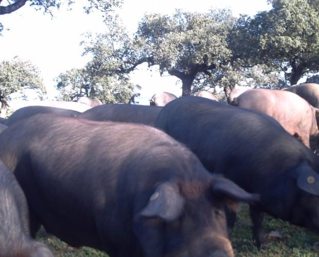 Paleta Ibérica.Cerdos ibéricos