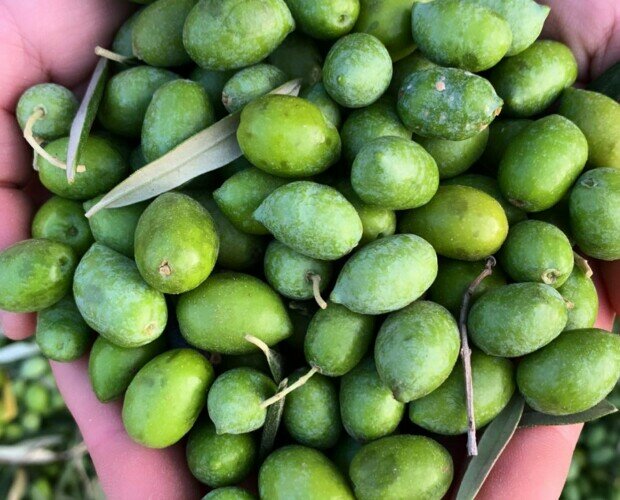 Aceitunas verdes. Aceitunas de la variedad picual recién cosechadas