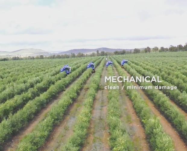 Recolección mecánica. La recolección mecánica proporciona una cosecha más limpia y más rápida para asegurar la máxima calidad.