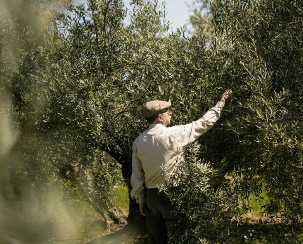 Olivar Centenario. En nuestra finca, nuestro olivar toma la esencia de una infinita variedad de plantas.