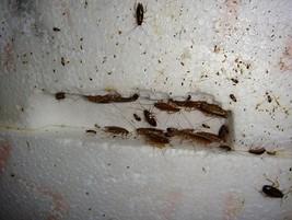 Fumigación y Control de Plagas. Nido de cucaracha rubia encontrado alojado en una caja de poliespan.