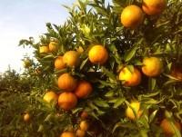 Naranjas Ecológicas. Nuestras naranjas se recogen a diario