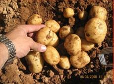 Proveedores patatas. Patatas de siembra