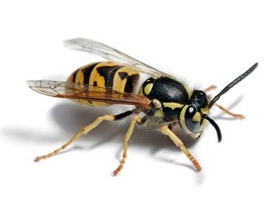 Plaga Avispa. control de plagas de abejas y avispas