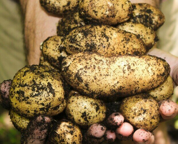 nuestras patatas gallegas cultivada. estas son nuestras patatas que enviamos desde la huerta a tu domicilio