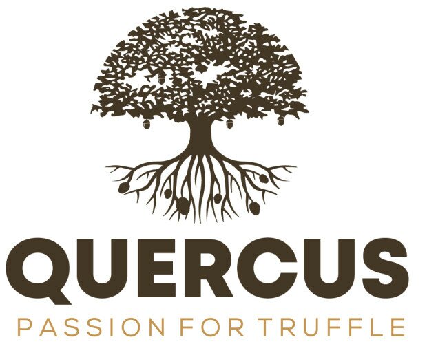 Logo Quercus. Logo de la empresa Quercus&Truffles