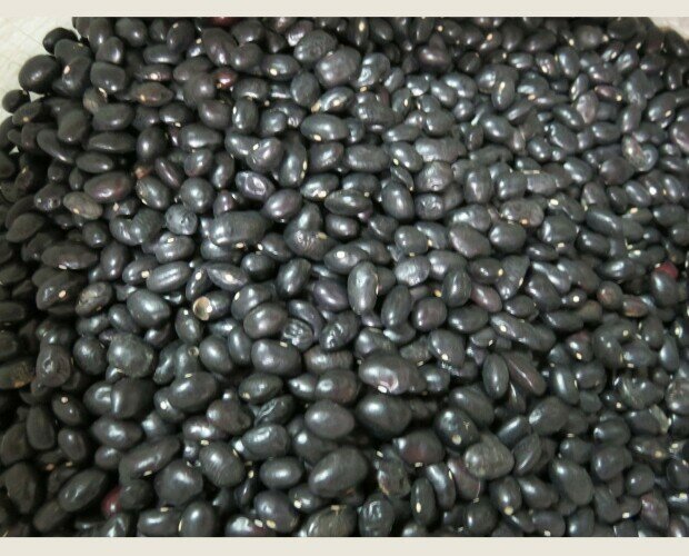 Frijol negro. Variedad de frijoles negros de calidad