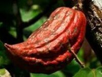 Cacao. Granos de cacao puros 100% natural