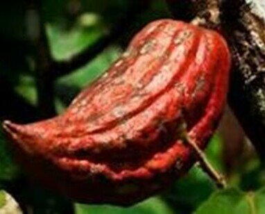 Granos de cacao. Granos de cacao puros 100% natural