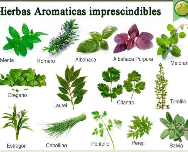 Variedad de hierbas aromáticas. Aromáticas imprescindibles en la cocina