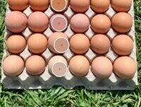 Huevos Camperos. Nuestros huevos presentan una gran variedad cromática de forma natural
