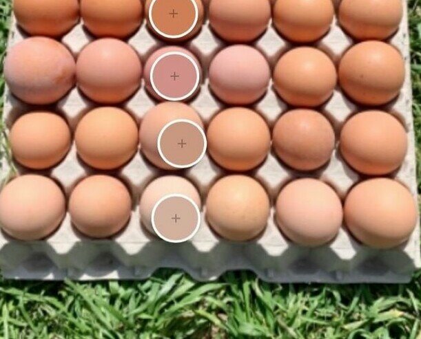 Coloracion del huevo. Nuestros huevos presentan una gran variedad cromática de forma natural