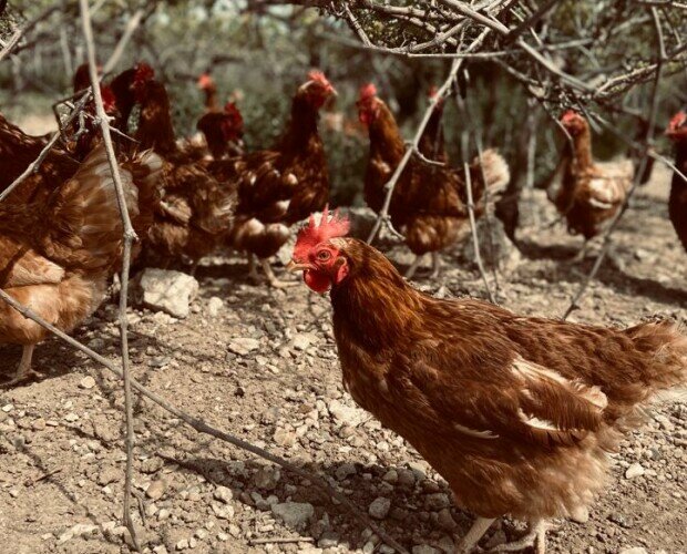 Gallinas en libertad. Nuestras gallinas disfrutan picoteando en los viñedos de Granja Hortigosa
