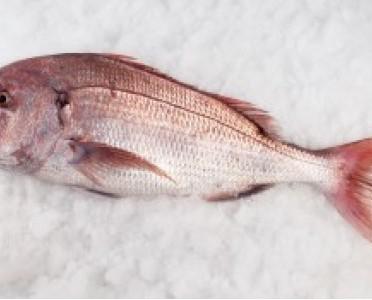 Sama. Es uno de los pescados más abundantes, comunes y apreciados por la pesca artesanal de fondo en Canarias