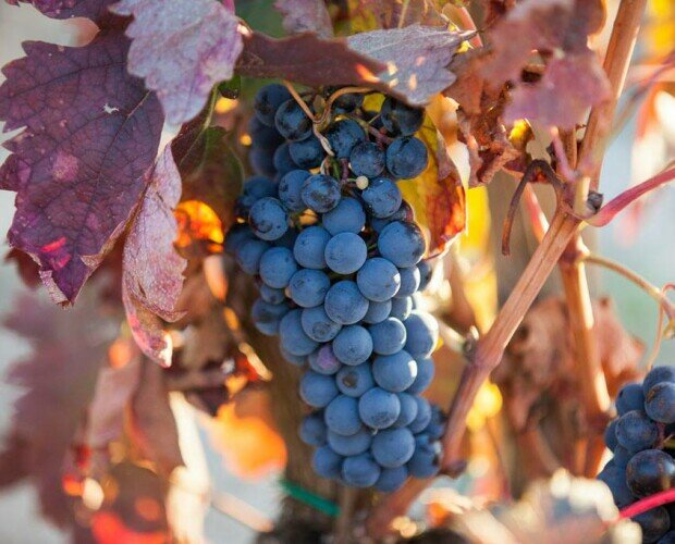 Uvas seleccionadas. Nuestros vinos son elaborados con uvas en su óptimo estado de maduración