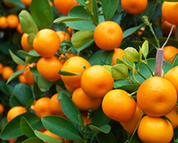 naranjas. 