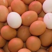 Huevos. Huevos frescos de gallina y codorniz