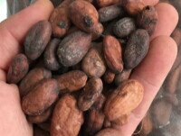 Cacao en Grano. Suele tener un sabor con mucho cuerpo, como los granos ghaneses