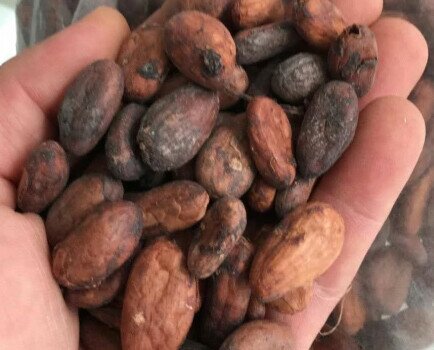 Cacao de Togo . Suele tener un sabor con mucho cuerpo, como los granos ghaneses