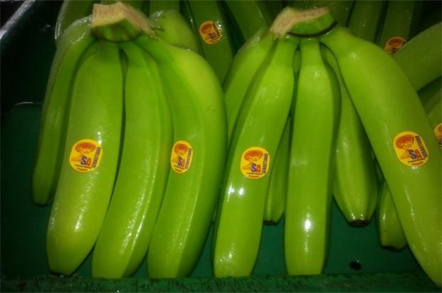 Banana. Banana Premium Ecuador