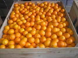 Naranjas. Naranjas salustianas Uruguay