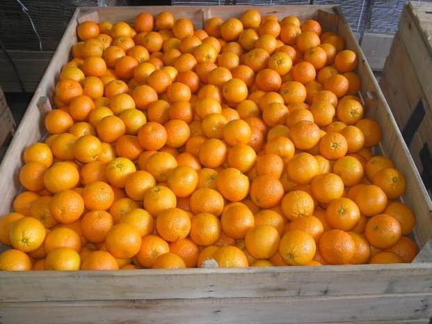 Salustianas. Naranjas salustianas Uruguay