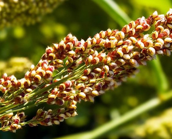Quinoa. Quinoa natural directo de origen