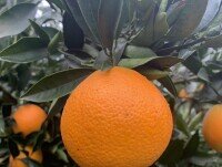 Naranjas. Naranja ecológica de producción propia 100% origen España