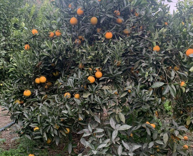 Naranjas. Recién cogidas del árbol directamente a su hogar