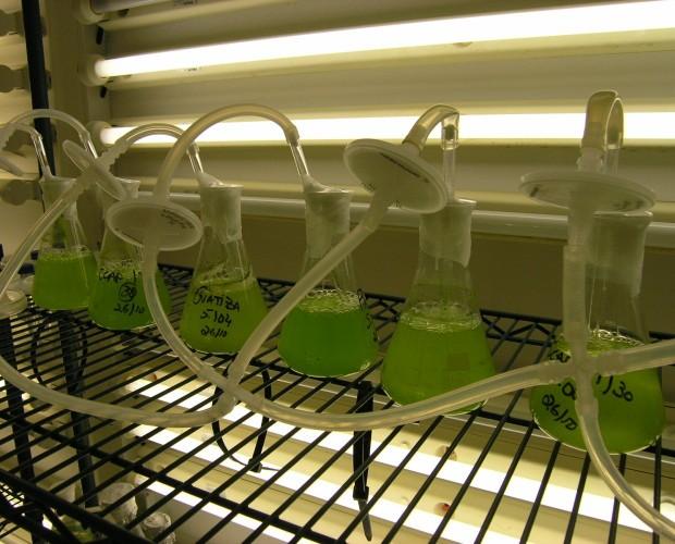 Producción de microalgas. Todas las garantías de calidad y sanitarias