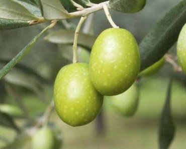 Olivos. Continuamos cultivando los olivos centenarios heredados de nuestros antepasados