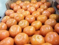 Mandarinas. Tallarines murcott y satsuma
